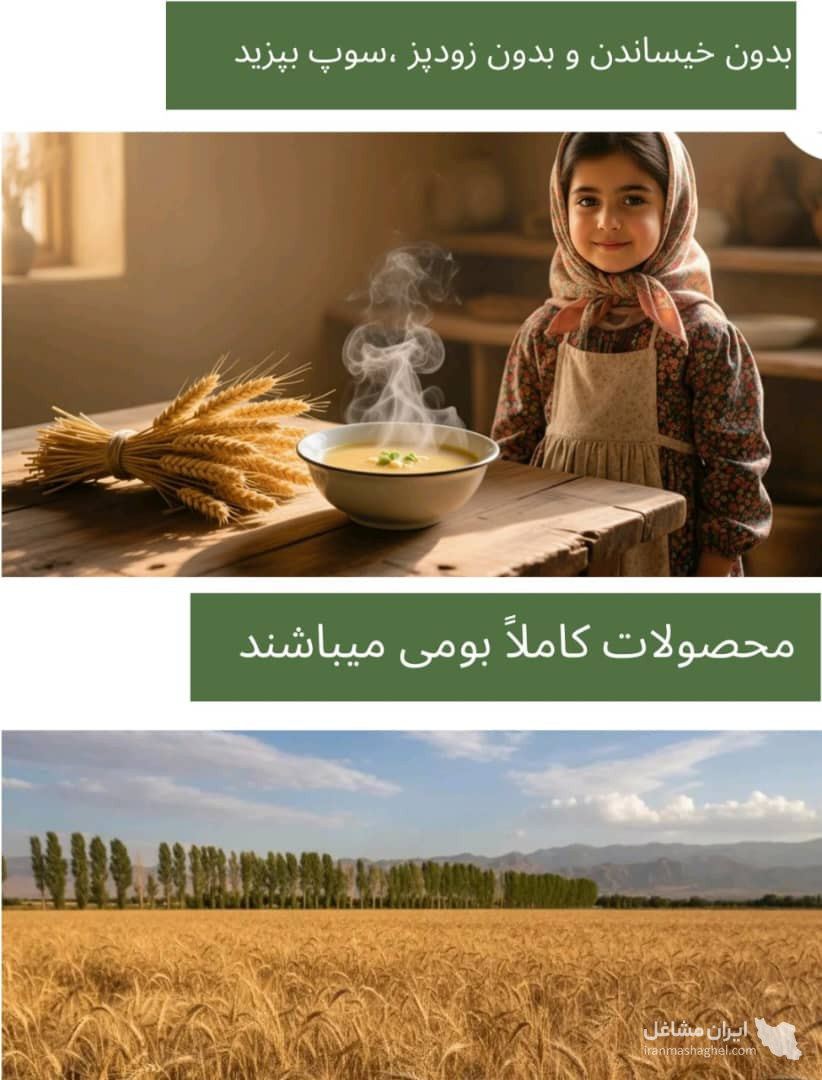 تولید و فرآوری گندم حلیمی دشت آسمان در تهران